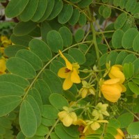 Senna surattensis (Burm.f.) H.S.Irwin & Barneby